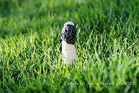 LCF0223 Phallus impudicus.jpg