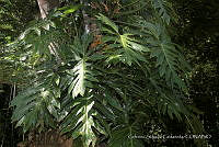 JDA D 05037 Philodendron radiatum Schott.jpg