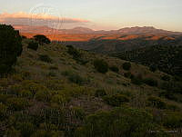 MGvarios44 Chihuahua.jpg