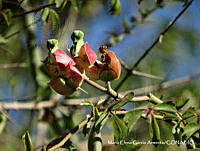MEGA 0077 Euphorbia bracteata.JPG