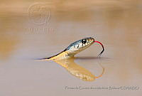 FCMB014 Thamnophis cyrtopsis.jpg