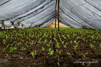 3R 01403 Invernaderos en Chinampa.jpg