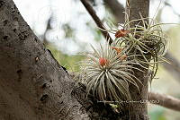 IMDOC 4981 Tillandsia tectorum.jpg