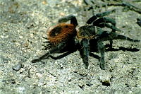 JA0012 Brachypelma sp..jpg