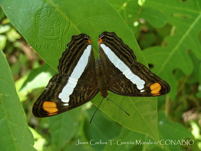 JCGM02443%20Adelpha%20sp..jpg.jSfS7 n0MZkJzU9hQA3g0JtbmFja29CbnFuZ3NAbXJ6LGtwZwA.F626tV8O8I