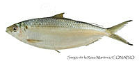 SRM0150 Opisthonema bulleri.jpg
