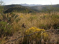 MGvarios33 Chihuahua.jpg