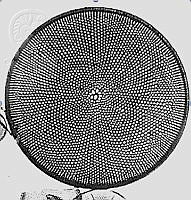 DUHB0132 Coscinodiscus asteromphalus.png