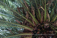 PRB0036 Myiopsitta monachu, Phoenix canariensis.jpg