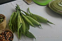 SG019 0324 Spathiphyllum cochlearispathum.jpg