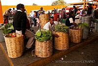 IDG0849 Opuntia sp..jpg