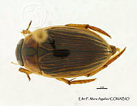EFM0097 Tropisternus mexicanus.JPG