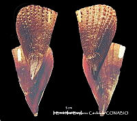 KT014 0428 Atrina rigida.JPG