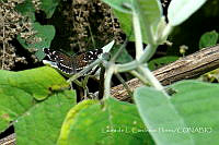 LCF0259 Anthanassa texana.jpg