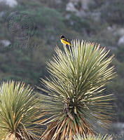 LCV0009 Icterus parisorum.jpg