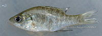 HE009 P 0275 Lepomis macrochirus.JPG