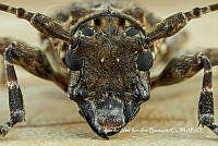 MN6PG0268 Aegomorphus circumflexus.jpg