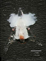 OAC0058 Diacavolinia longirostris.jpg