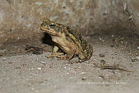 GMGK 004 Rhinella horribilis.tif
