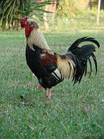 CGL1096 Gallus gallus.jpg