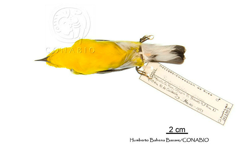 ME006%20Aves%200145%20Protonotaria%20citrea.jpg.rSfBh nzMakD68VhQA3g0JtbmFja29CbnFuZ3NAbXJ6LGtwZwA.tLA6b1xTCJ