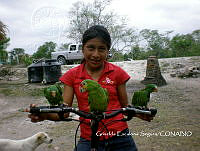 ZG018 0164 Amazona viridigenalis.jpg