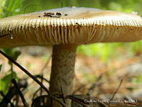 GLC001 Agaricales.jpg