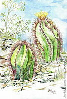 JMRM0026 Astrophytum ornatum.jpg