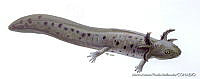 MAPM0729 Ambystoma velasci.jpg