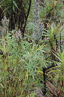 LAA121 Lupinus aschenbornii.jpg