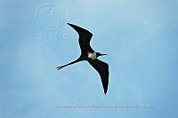 UM001 0216 Fregata magnificens.jpg