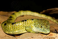 ECA0141 Abronia mixteca.jpg