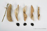 IMDOC2560 Phaseolus lunatus.jpg