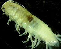 EMCHS 001 Cirolana yunca.jpg