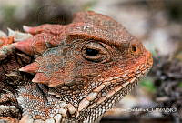 AERS002 Phrynosoma orbiculare.jpg