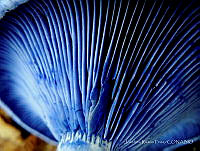 JRF01 Lactarius indigo.jpg