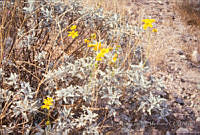 FGM3311 Encelia farinosa.JPG