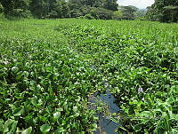 ME003 0057 Eichhornia crassipes.jpg