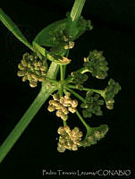 PTL0107 Apium graveolens.jpg