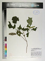 JAdNV0558 Ageratina areolaris.JPG