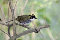 Arremon virenticeps4.jpg