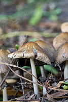SM0520 Coprinellus micaceus.jpg