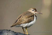 MGaves 1151 Actitis macularius.jpg