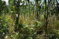 IMDOC4236 Zea mays.jpg