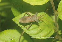 JCC0236 Coreidae.JPG