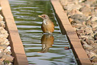 MGaves 469 Turdus rufopalliatus.jpg