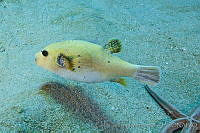 CNS1122 Arothron meleagris.jpg