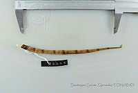 SGQ3479 Cosmocampus albirostris.jpg