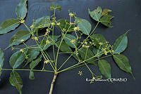 ME010 KV 00511 Swietenia humilis Zucc., 1836_.JPG