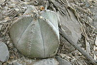 TMRP0005 Astrophytum myriostigma.jpg